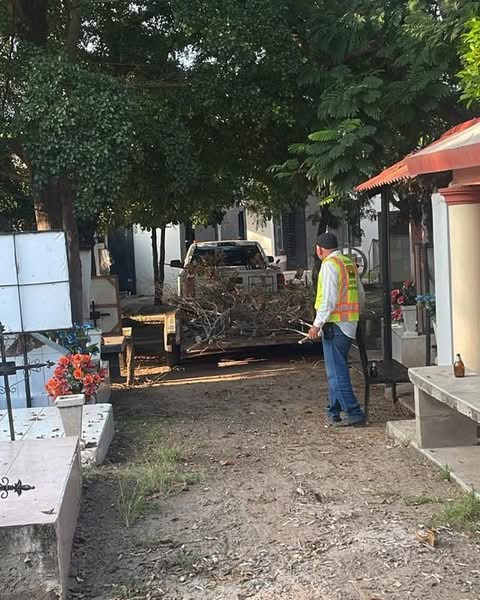 🌳🧹 Continúan los trabajos de limpieza en el panteón de Pericos